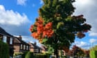 Tree of the week: ‘I’d tie myself to this Norway maple rather than see it cut down’