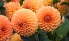 Why dahlias are tougher than you think