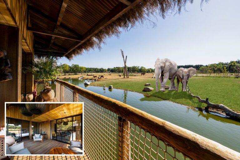 New UK safari lodges where you can watch elephants from your room now open for bookings – The Sun