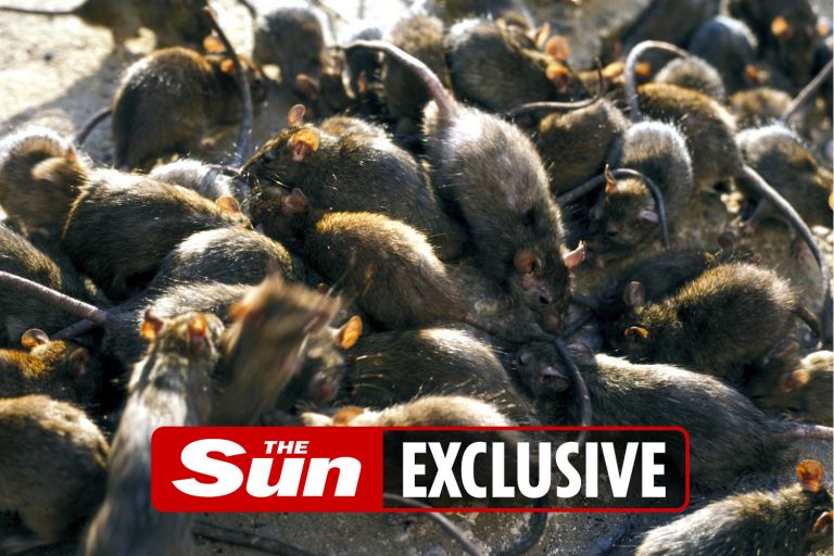 Rats ‘immune to poison’ could invade homes to feast on Xmas leftovers after lockdown breeding boom