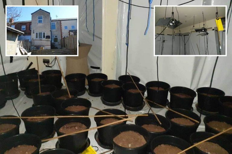 Dopey estate agents list house for auction & include pictures of cannabis farm