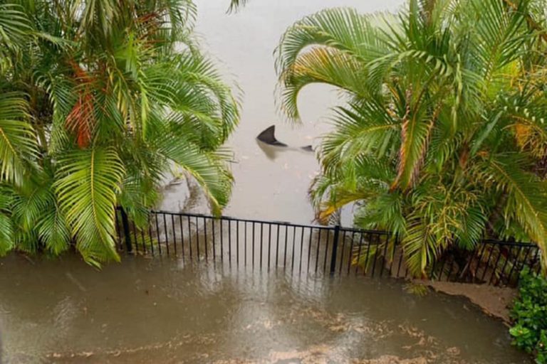 Massive bull shark spotted prowling in Aussie man’s GARDEN after flash flooding swamps town