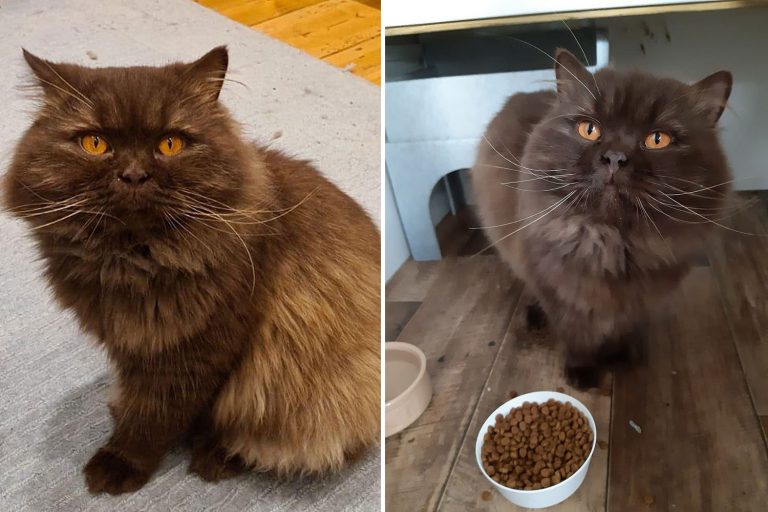 Russian cat travels over 2,000 miles & turns up on Britain’s south coast