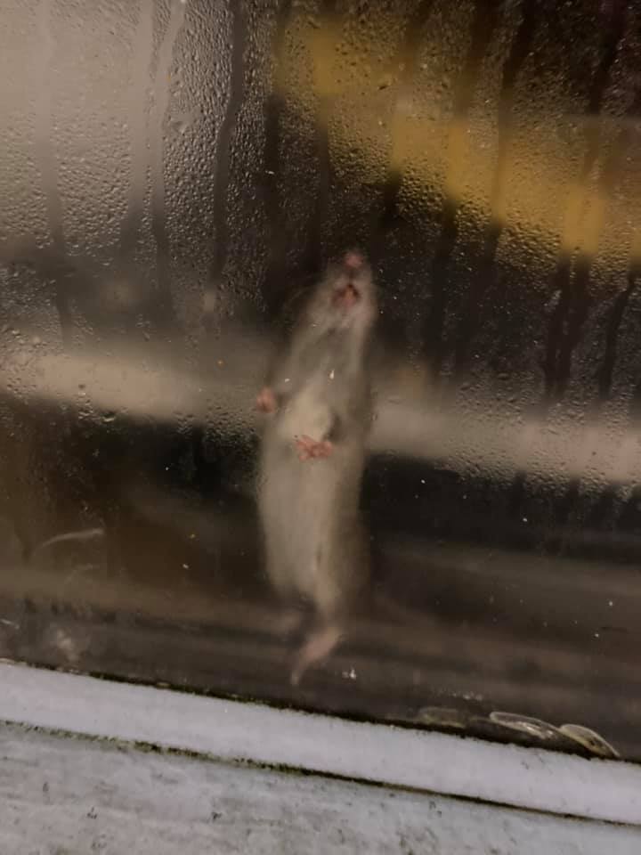 Rat spotted LICKING the window of Indian restaurant as horrified locals blast pest problem