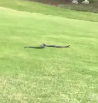 Watch terrifying moment giant, deadly cobra slithers across golf course leaving onlookers stunned