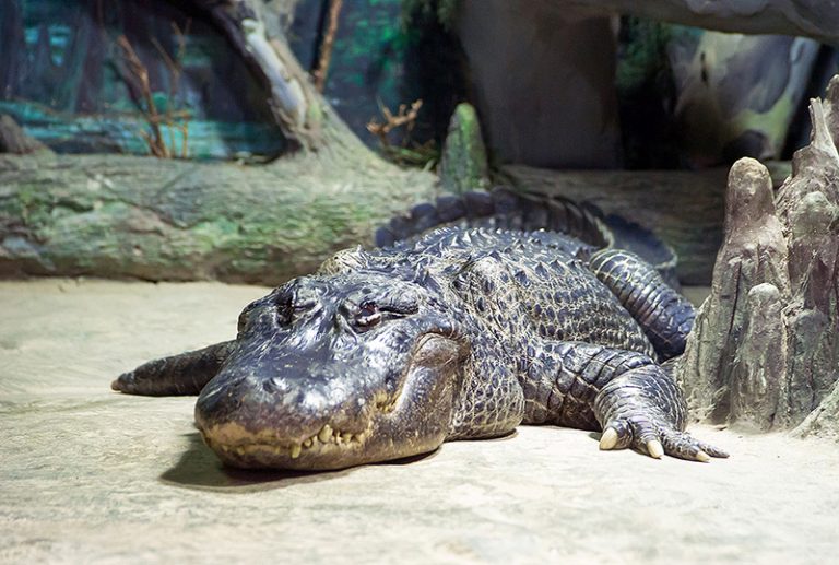 ‘Adolf Hitler’s alligator’ Saturn who survived Allied invasion is preserved forever at Berlin zoo…