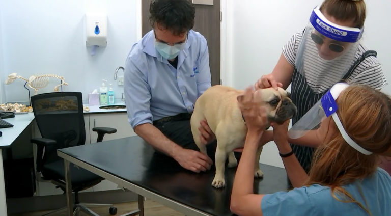 Supervet viewers in tears as Simon Le Bon’s wife Yasmin rushes both dogs in for emergency spine…