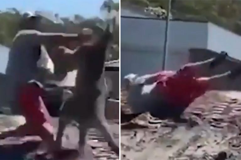 Kangaroo filmed flooring dad with one punch as he tried to protect kids outside home