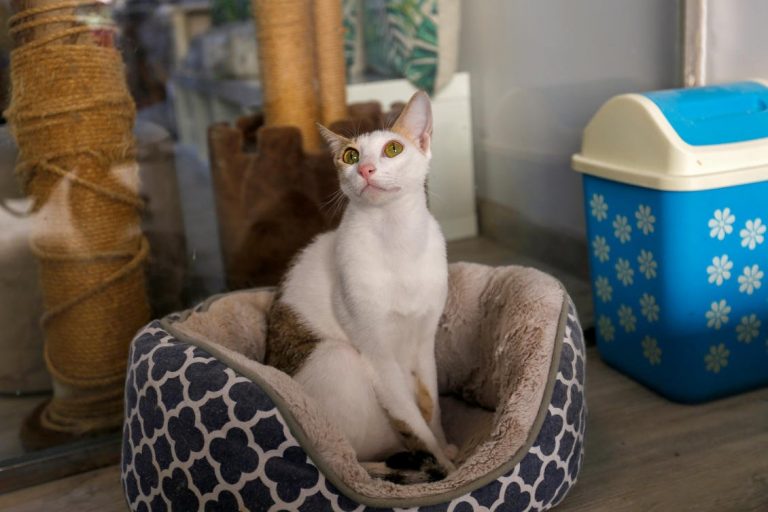 Dubai cat cafe hopes rescues will find purr-fect new homes