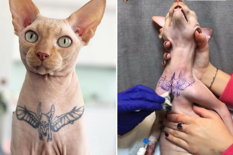 Outrage after influencer shares pics of tattooed sphynx cat on Instagram as animal lovers blast ‘you…