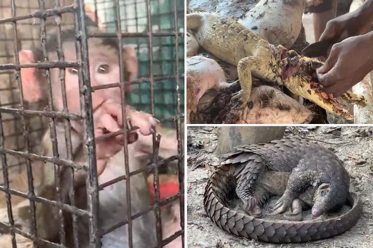 Inside Nigeria wet markets where monkeys & sea turtles are sold dead & alive amid fears next virus…