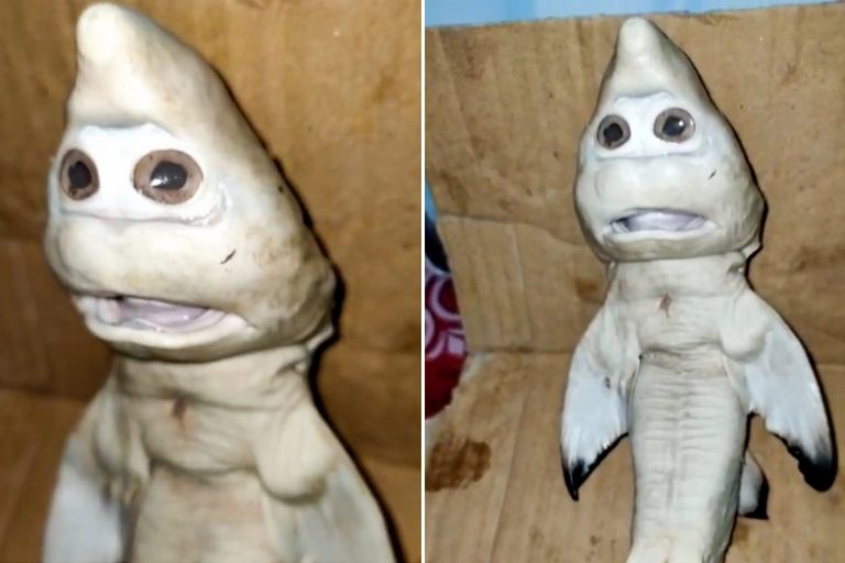 Bizarre mutant fish with a ‘HUMAN FACE’ dubbed the real-life baby shark