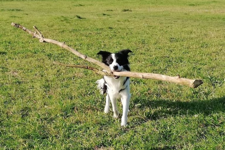 Three dogs die in just 10 days after suspected poisonings at busy beauty spot