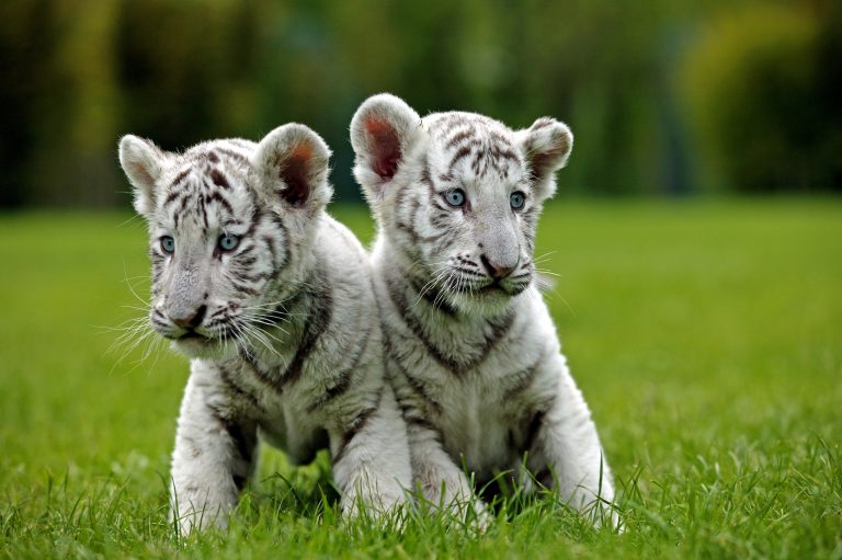 Two white tiger cubs die of Covid-19 infection after outbreak among keepers, Pakistan zoo says