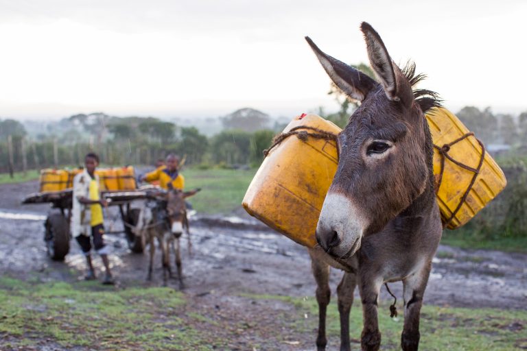 Brits have ‘no idea’ donkeys and cheetahs are at risk of extinction, survey reveals