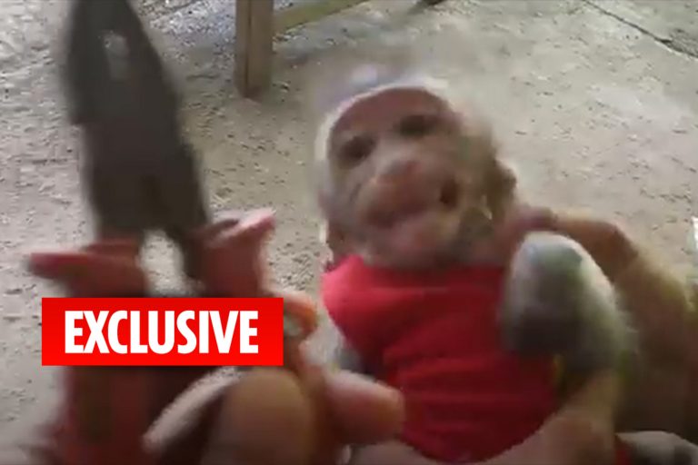 Adorable baby monkeys tortured, exploited and killed in sick YouTube snuff films for clicks