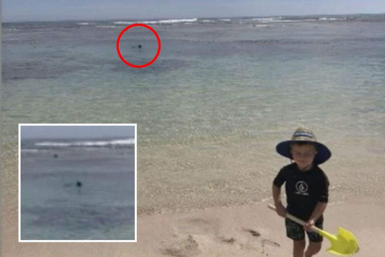 Haunting final photo of dad snorkelling as son, 2, played on beach before he died and was eaten by…