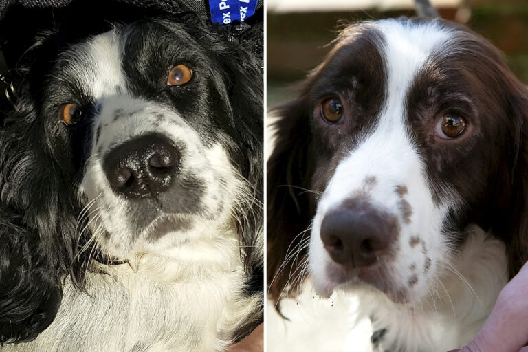 Search for owners of 10 stolen spaniels and lurchers found in police raid after dognappings