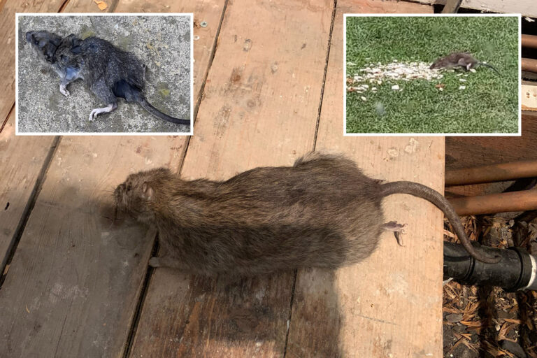 Manchester homes infested with plague of giant rodents ‘that almost ate a chihuahua’
