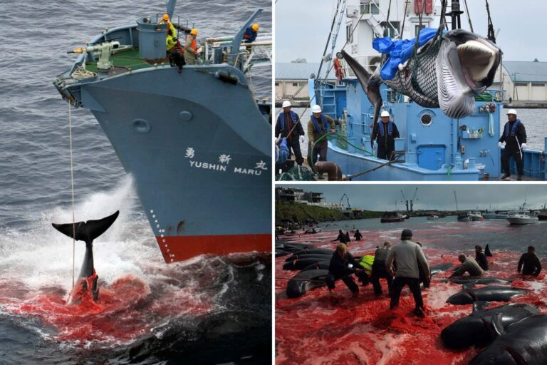 How thousands of whales are cruelly killed with ‘harpoon bombs’ by hunters who sell their meat as a…