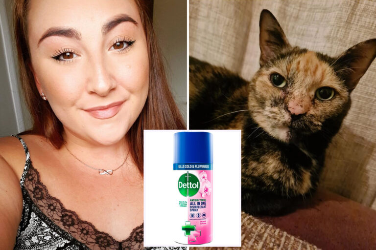 Pet owners warned as cat suffers toxic shock after jumping on sofa cleaned with Dettol