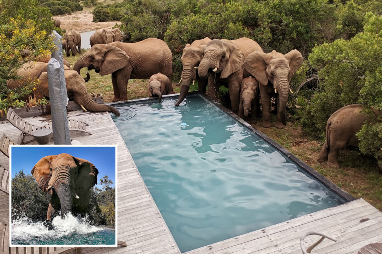 Incredible pics show herd of wild elephants cooling off and having a drink at a swimming pool in…