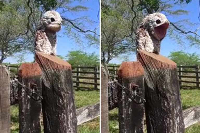 Terrifying ‘ghost bird’ with freakishly big eyes and humongous mouth spooks out woman … but what…
