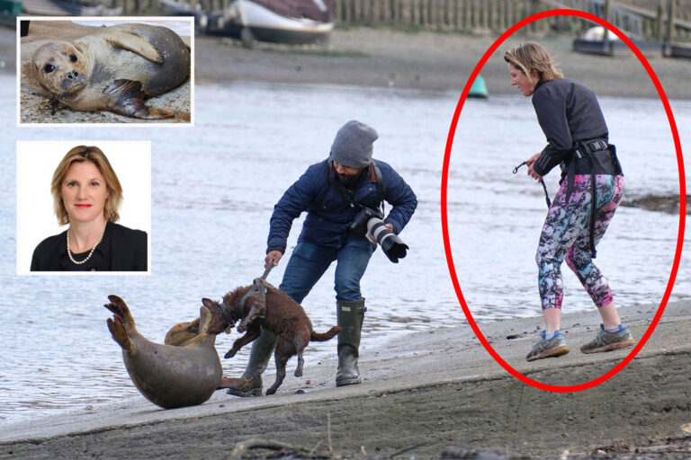 Woman in control of dog that mauled Freddie the seal is Oxford-educated lawyer who lives in £5.8m…