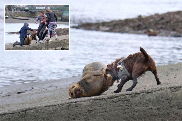 Calls for owner to be fined after dog mauled Freddie the Seal to death in horrific attack
