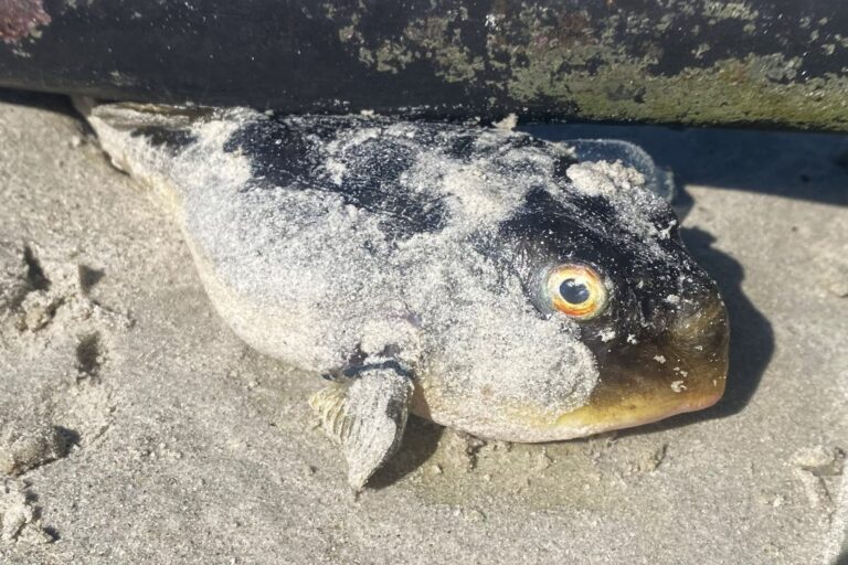Hundreds of terrifying sea creatures ‘deadlier than cyanide’ found washed up on beach by Brit