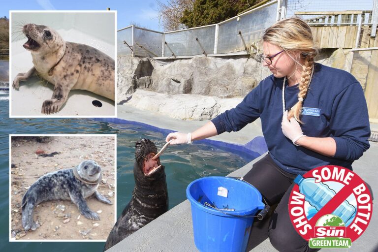 Fight to save Britain’s playful seals killed and maimed by rising tide of plastic and waste