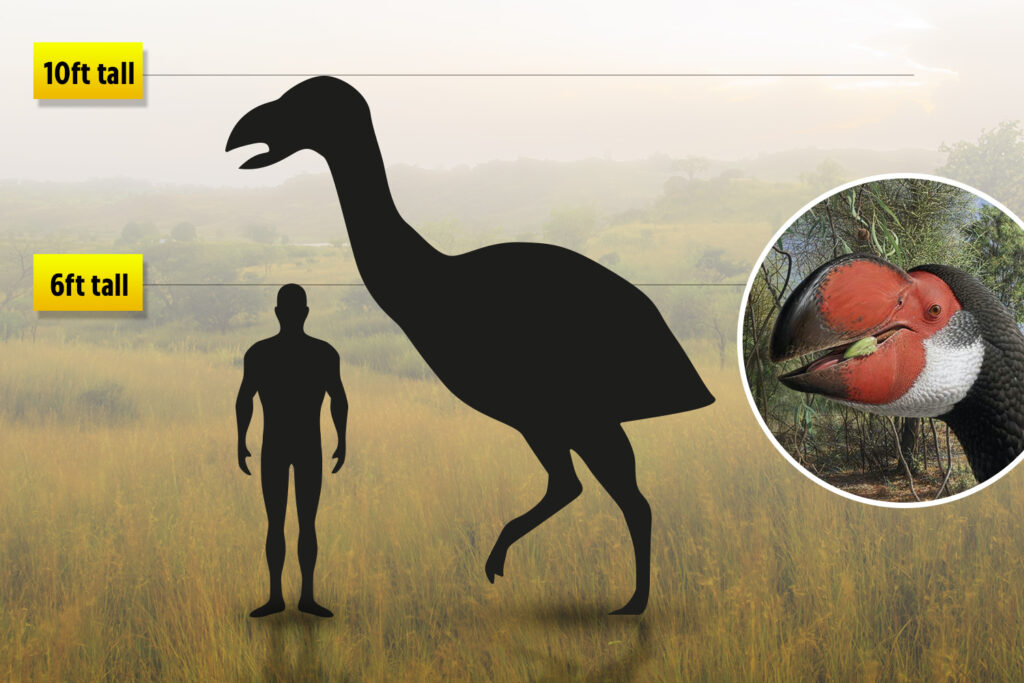 Largest flightless bird weighed 600 KILOS with giant two-foot head and