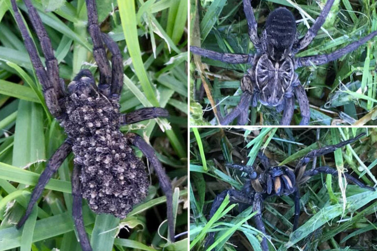 Terrified woman finds massive wolf spider with HUNDREDS of babies on her back prowling in her garden