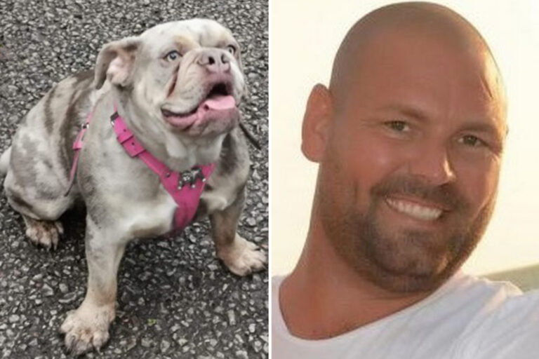 Sick dog-napping gangs tell owners ‘pay or the dog dies’ as lockdown pooch thefts soar by 75% in…