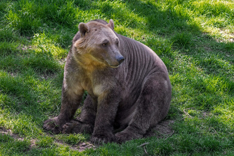New ‘Pizzly Bear’ super-hybrid created as polar bears and grizzlies mate to survive climate change