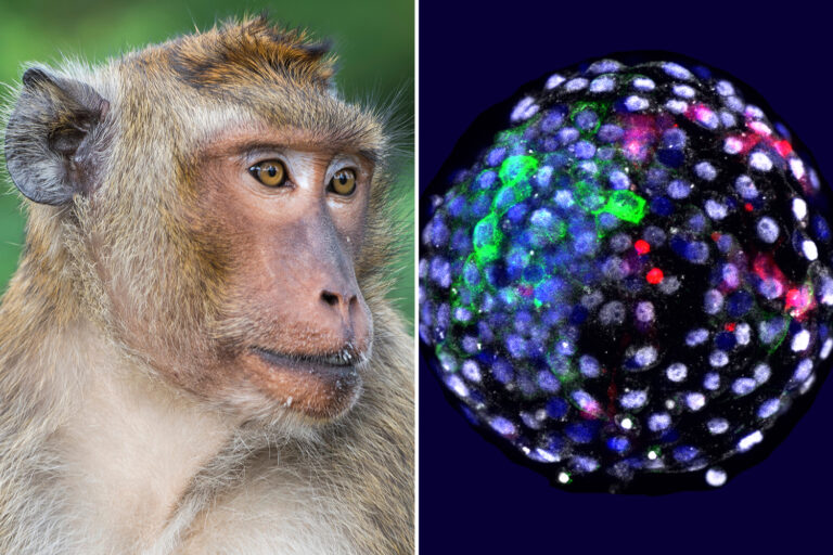 First part-human, part-monkey embryo created by scientists sparks outcry