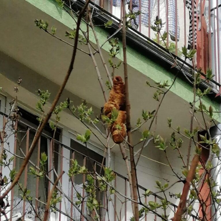 Mystery ‘tree beast’ sparks panic but real identity leaves onlookers stunned