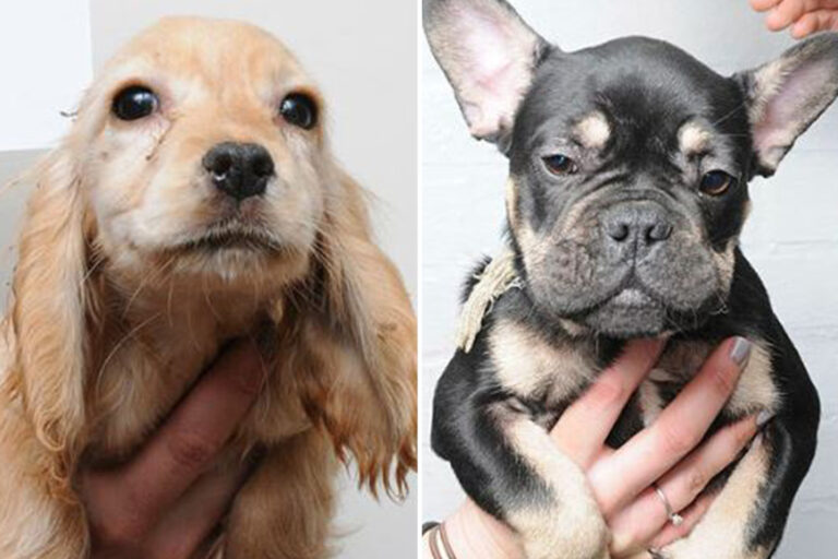 Cops appeal for owners of 48 stolen dogs to come forward