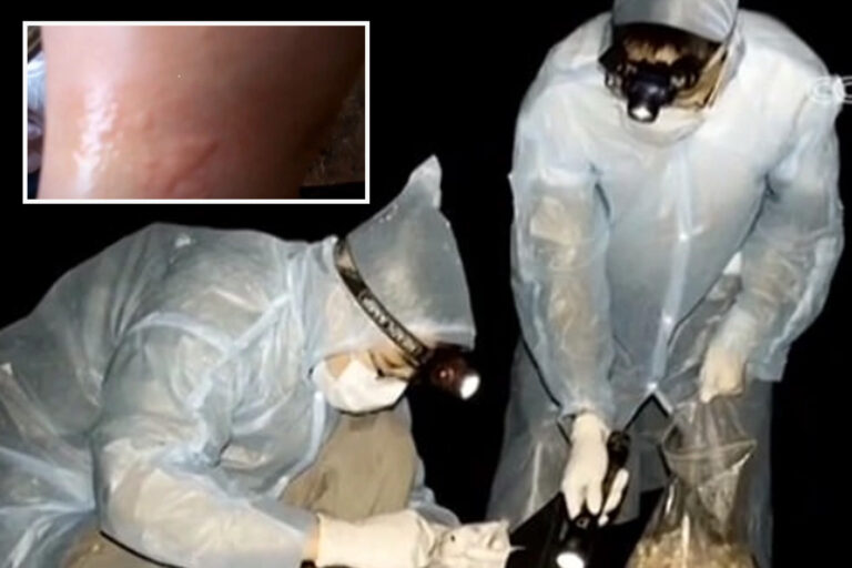 How Wuhan Covid ‘lab leak’ scientists were ‘BITTEN by bats & sprayed with blood before ‘patient…