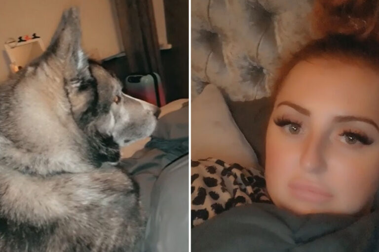 ‘I froze with fear when I woke from drunken night to find a huge ‘wolf’ dog staring at me in bed’