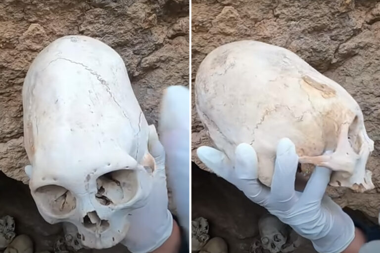 Conspiracy theorists think these ancient Peruvian skulls with ‘long crowns’ belong to ALIENS