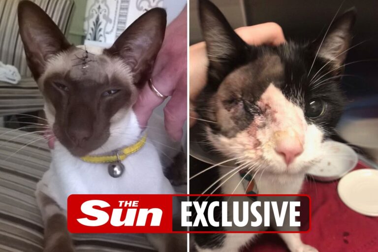 How bored sickos in lockdown have been shooting pets with crossbows and killing them with catapults…