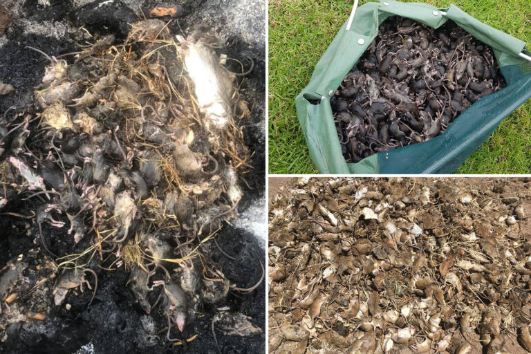 Australia’s 1,000km-wide mouse army turns CANNIBAL as doomsday plague munches everything in sight
