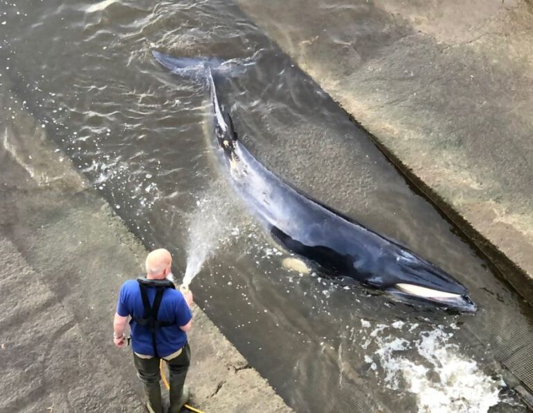 Whale stranded in Thames as crowds watch mammal ‘trapped in Richmond lock’