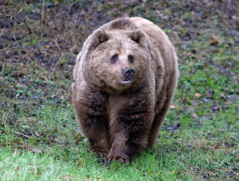 Whipsnade Zoo: Two brown bears shot and killed after escaping enclosure using fallen branch