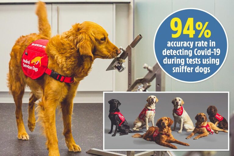 Sniffer dogs can detect Covid more quickly than rapid tests, bombshell study finds