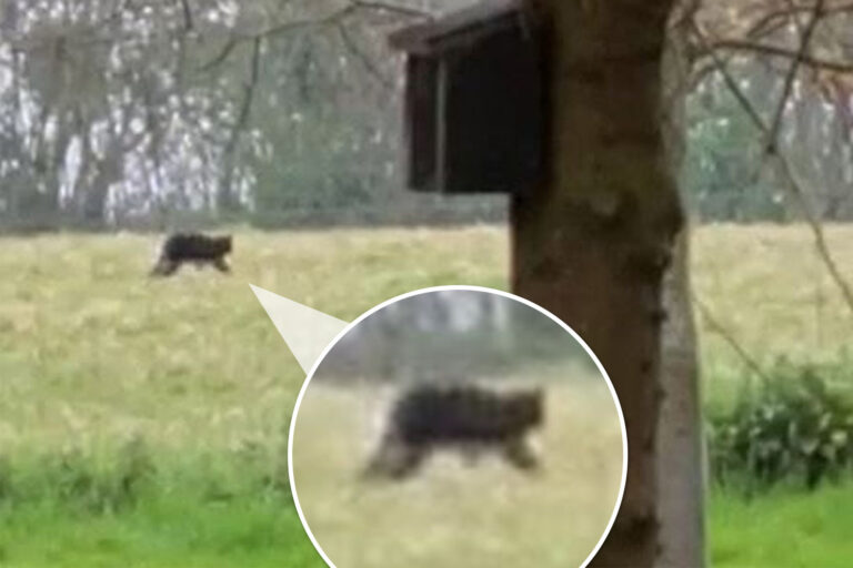 Beast of Exmoor spotted stalking the countryside in one of the most convincing big cat sightings to…