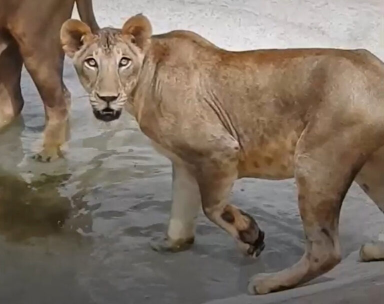 Majestic lioness dies of Covid at Indian zoo where eight other big cats have tested positive for the…