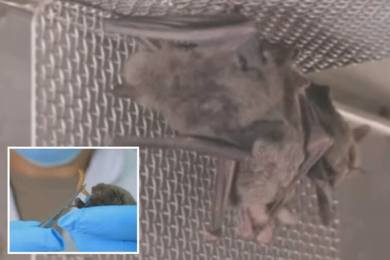 Live bats WERE experimented on at Wuhan ‘leak lab’ before Covid despite WHO dismissing ‘conspiracy’…