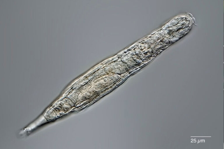 Tiny worm-like creatures found frozen in Siberia are 24,000 YEARS old – and they can still have…